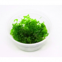 Rêu Pelia - Rêu Pelia không cần CO2, Rêu siêu dễ chăm cho Hồ Tép Thuỷ Sinh