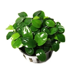 Cây Ráy Nana Petite - Cây Ráy Nana Petite - Cây thủy sinh ít chăm, dễ trồng, không cần CO2 phụ kiện trang trí hồ thủy sinh