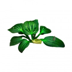 Trầu IGUAZU - Trầu Iguazu (size nhỏ tầm 3 lá trở lên tùy cây) cho hồ thủy sinh cá tép cảnh