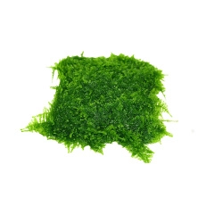 Vĩ Rêu - Vĩ Rêu Mini Taiwan 9x9cm - Cây thủy sinh ít chăm, dễ trồng, không cần CO2 phụ kiện trang trí hồ thủy sinh