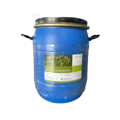 BACILLUS LICHENIFORMIS – Vi sinh làm sạch nước, hỗ trợ tiêu hóa - BACILLUS LICHENIFORMIS – Vi sinh làm sạch nước, hỗ trợ tiêu hóa