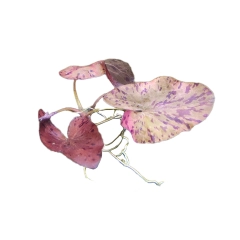 Cây thủy sinh Sen Tiger - Cây thủy sinh Sen Tiger - Súng Xác Pháo - Súng Tiger - Súng Đỏ dễ trồng