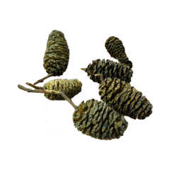Trái Thông Khô ALDER CONES (Erlenzaphen) - Trái thông khô ALDER CONES (Erlenzaphen) cho cá tép tôm cảnh thủy sinh