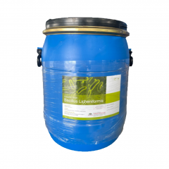 BACILLUS LICHENIFORMIS - BACILLUS LICHENIFORMIS Vi sinh làm sạch nước, hỗ trợ tiêu hóa