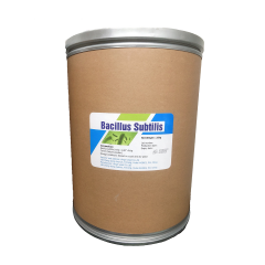 BACILLUS SUBTILIS 100BN - Angel Yeast/Trung Quốc - BACILLUS SUBTILIS 100BN - Angel Yeast/Trung Quốc lợi khuẩn xử lý nước, hỗ trợ tiêu hóa