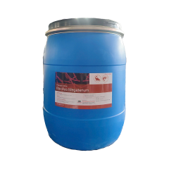 Bacillus megaterium - Bacillus megaterium siêu lợi khuẩn xử lý nước, hỗ trợ tiêu hóa