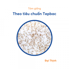 Tôm giống - Tôm giống theo tiêu chuẩn Tepbac - Đại Thịnh