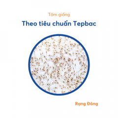 Tôm giống - Tôm giống theo tiêu chuẩn Tepbac - Rạng Đông