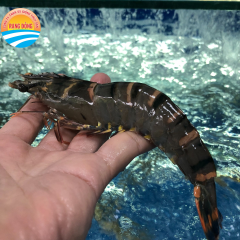 Tôm sú Moina - Tôm sú Moina Rạng Đông