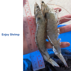 Tôm sạch Enjoy Shrimp - Tôm sạch Enjoy Shrimp