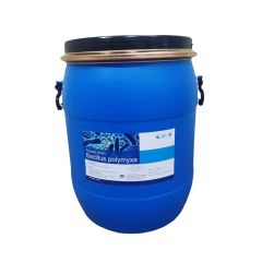 Bacillus Polymyxa - Vi sinh Bacillus Polymyxa giúp cải thiện tiêu hóa tôm cá