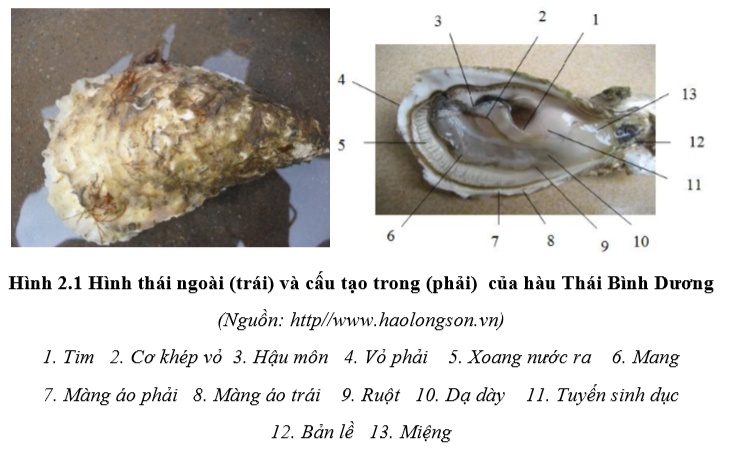 Ảnh Hàu Thái Bình Dương