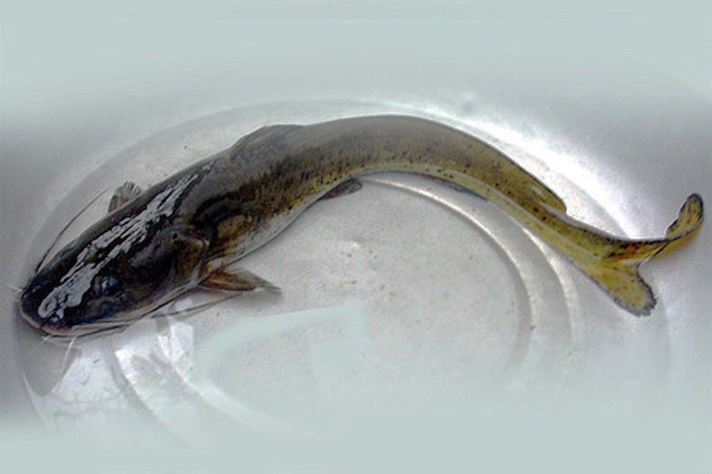Hemibagrus guttatus là tên khoa học của cá lăng chấm - một loài cá đặc biệt của Việt Nam. Loài cá này được đánh giá là có giá trị kinh tế và gia vị cao. Nếu bạn muốn tìm hiểu thêm về Hemibagrus guttatus, hãy cùng tham gia các khóa học chuyên biệt về thủy sản và sinh vật biển.