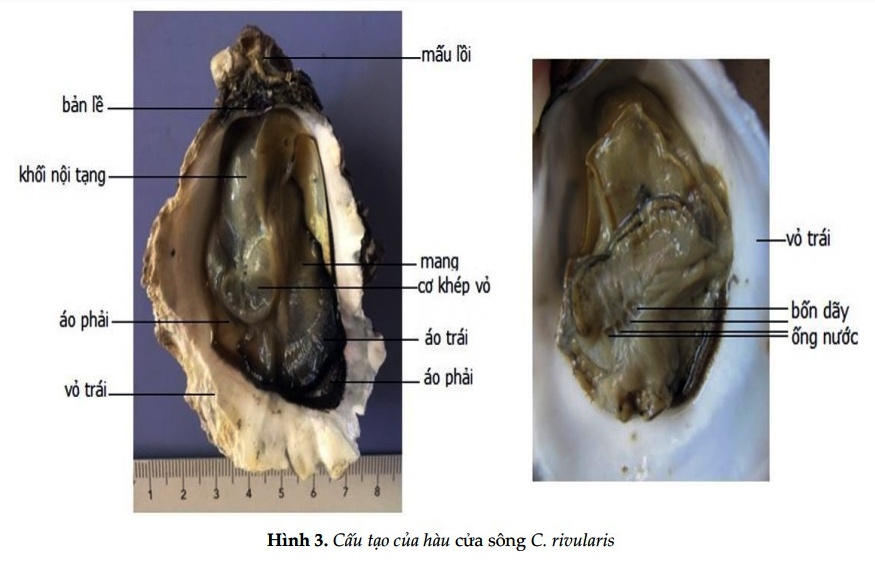 Ảnh Hàu cửa sông