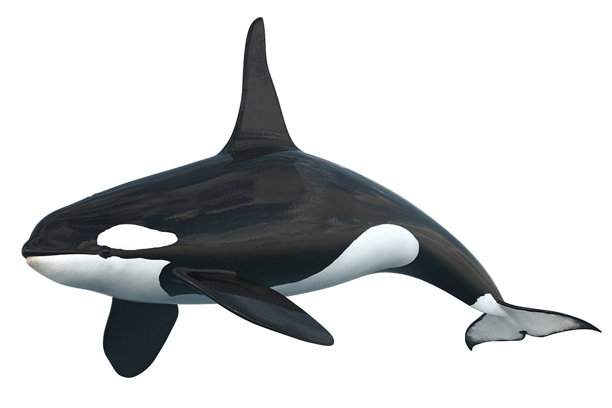 Cá voi sát thủ  Kit168 Đồ Chơi Mô Hình Giấy Download Miễn Phí  Free  Papercraft Toy