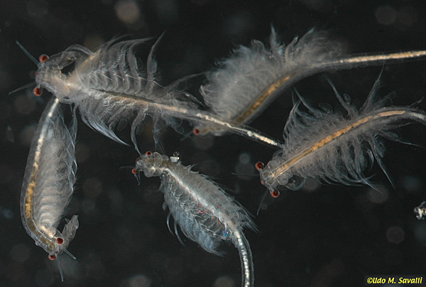 Ảnh Artemia franciscana