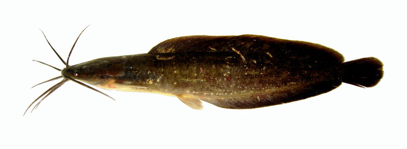 Cá trê vàng Clarias macrocephalus