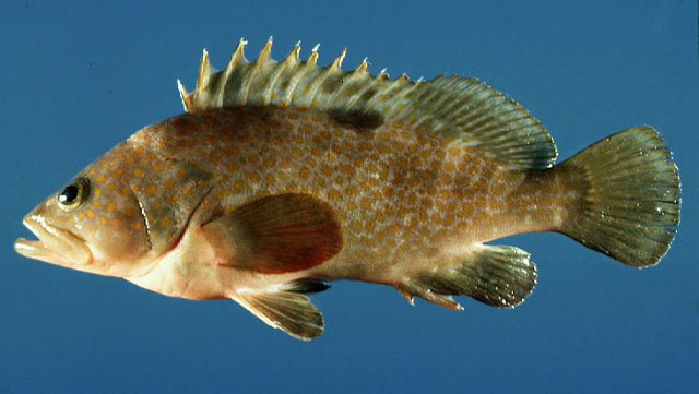 Cá mú chấm đỏ Epinephelus akaara