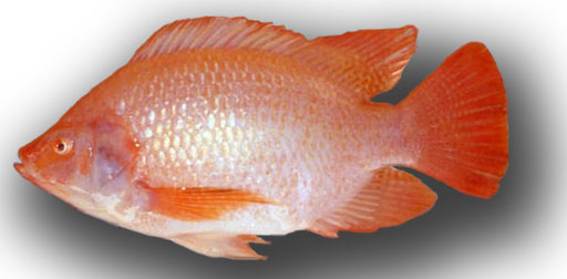 Cá điêu hồng Oreochromis sp *