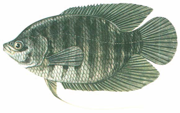 Cá tai tượng Osphronemus goramy
