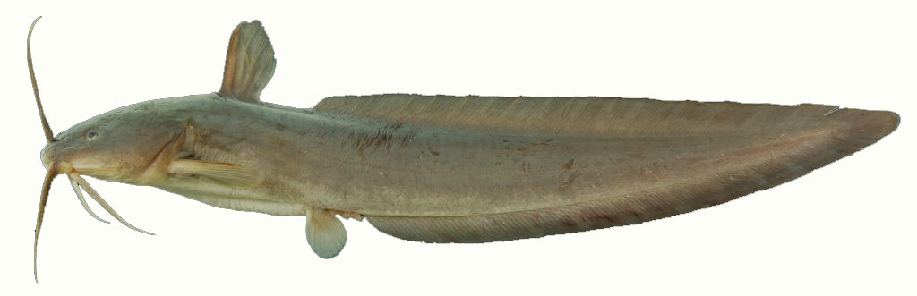 Cá ngát Plotosus canius