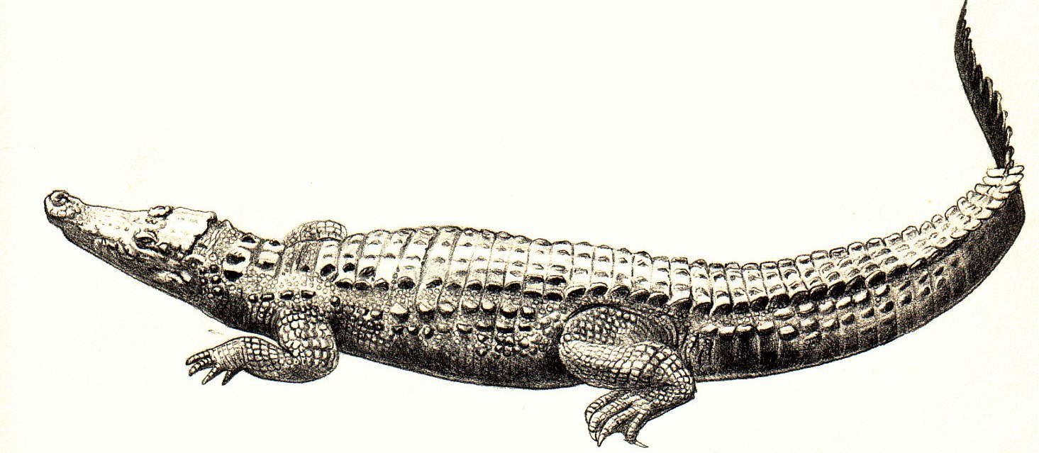 Cá sấu - Crocodylus spp.