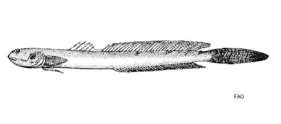 Cá kèo Pseudapocryptes elongatus