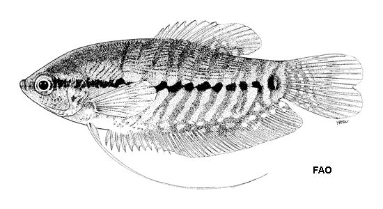 Ảnh Cá sặc rằn