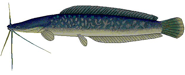 Cá trê phi Clarias gariepinus