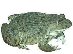 Ếch đồng Hoplobatrachus rugulosus