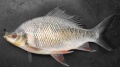 Osteochilus melanopleura