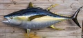 Thunnus albacares