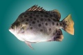 Scatophagus argus