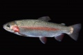 Oncorhynchus mykiss