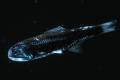 Symbolophorus barnardi