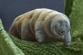 Tardigrade