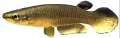 Aplocheilus panchax