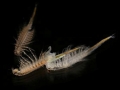 Artemia spp.