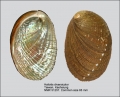 Haliotis diversicolor