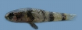 Brachygobius doriae