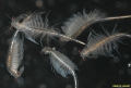 Artemia franciscana