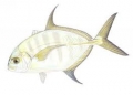 Carangoides ferdau