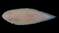 Cynoglossus feldmanni