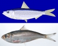 Sardinella tawilis