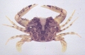 Charybdis  variegata