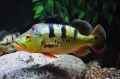 Cichla ocellaris