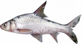 Cyclocheilichthys enoplos