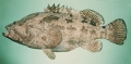 Epinephelus fuscoguttatus