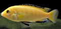 Labidochromis caeruleus