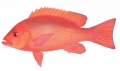 Lutjanus erythropterus